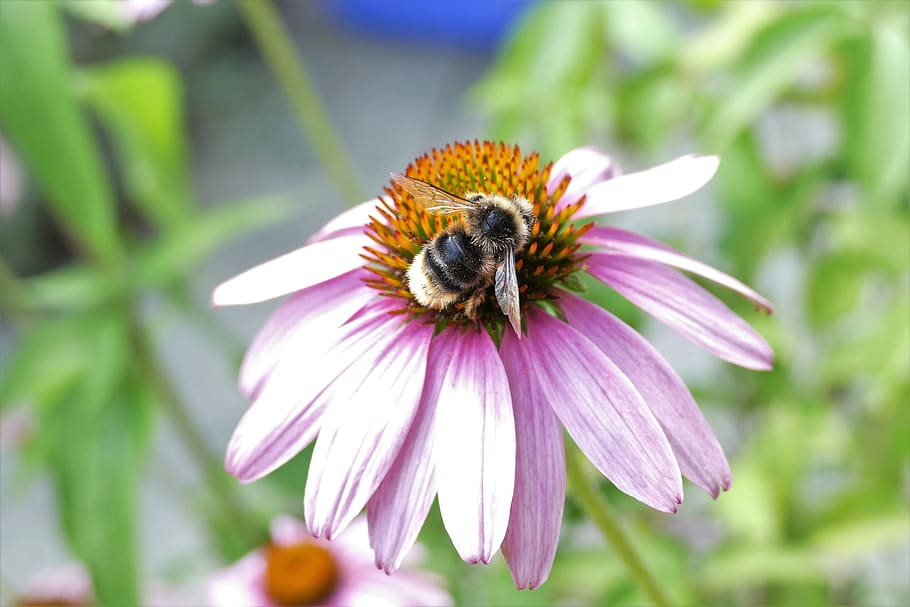 bee, hummel, flower, blossom, bloom, honey, pink, red, summer HD wallpaper