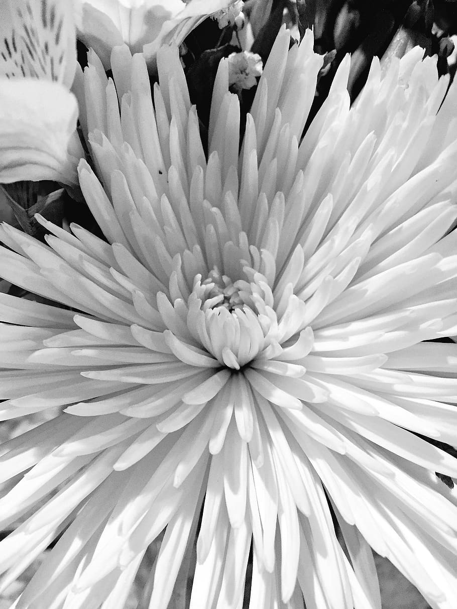 flowering plant, inflorescence, vulnerability, flower head HD wallpaper