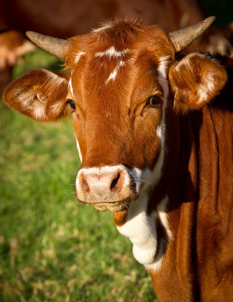 Close-up Photo of Brown Cattle on Green Grass, beef, bull, calf HD wallpaper