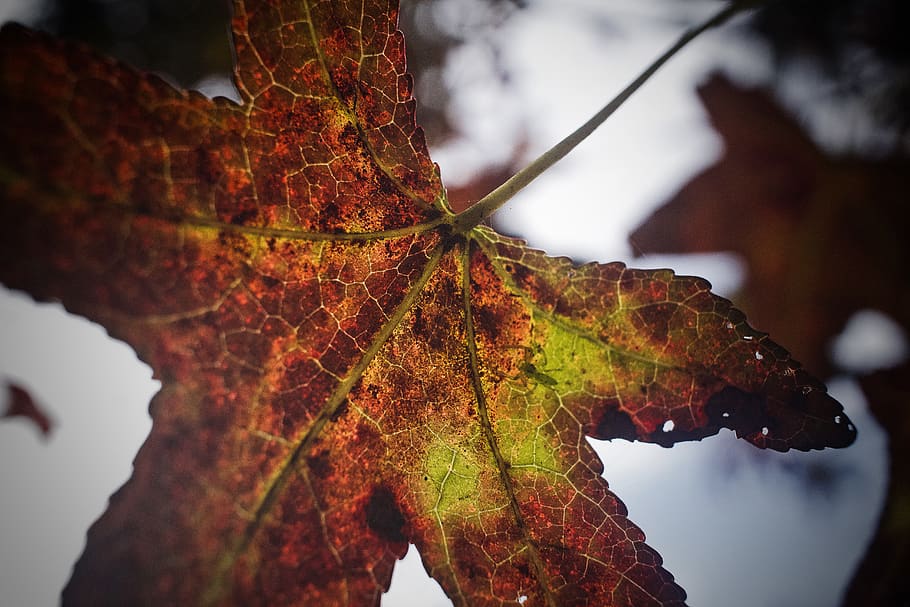 plant, leaf, tree, maple, veins, maple leaf, animal, insect HD wallpaper