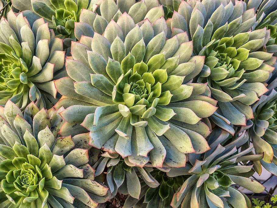 leaves, growth, green color, beauty in nature, succulent plant HD wallpaper