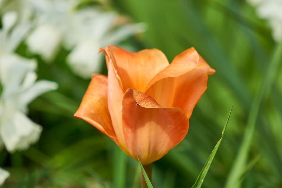 tulip, blossom, bloom, red, white, field, spring, garden, nature HD wallpaper