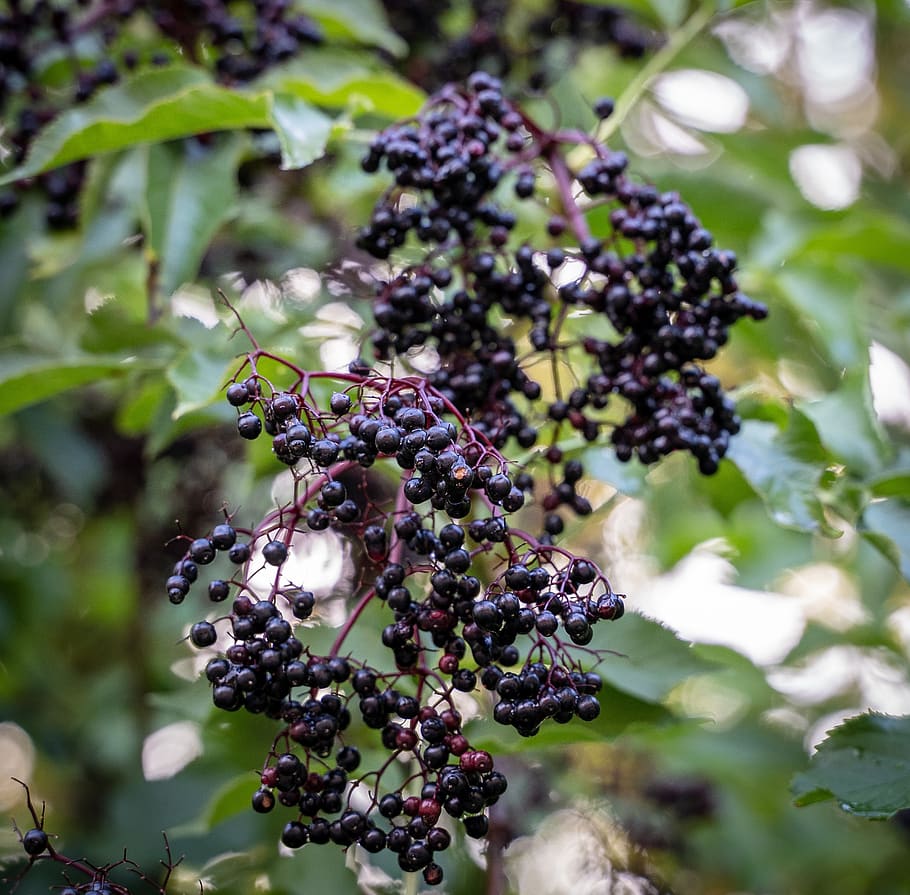 elder, elderberries, elderberry shrub, holder bush, fruits HD wallpaper