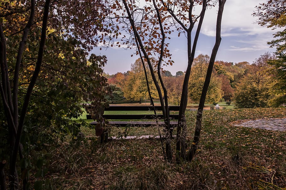 autumn, park bench, nature, leaves, landscape, sit, fall leaves HD wallpaper