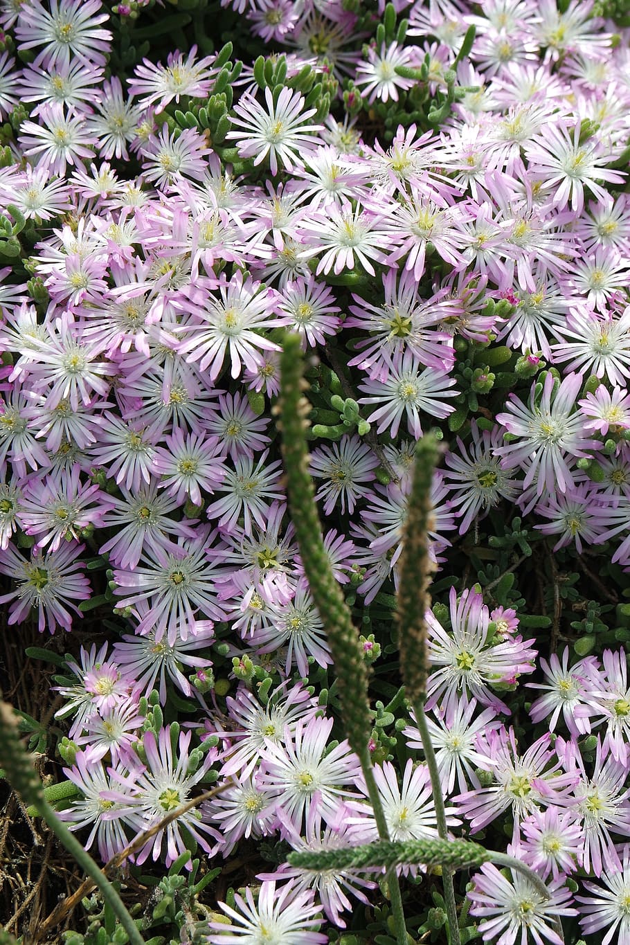 small, flowers, bloom, nature, spring, plant, outdoor, summer HD wallpaper