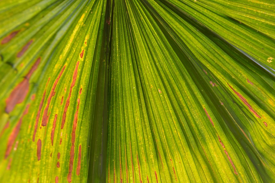 Hd Wallpaper Colombia Cali Trees Nature Naturaleza Color Green Lines Wallpaper Flare