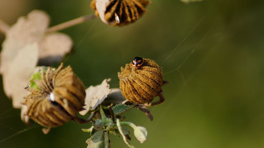 bird, animal, bee, insect, honey bee, invertebrate, plant, pollen HD wallpaper