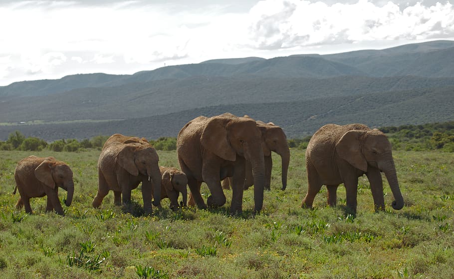 elephant, young, old, herd, animal, addo, national, park, south HD wallpaper