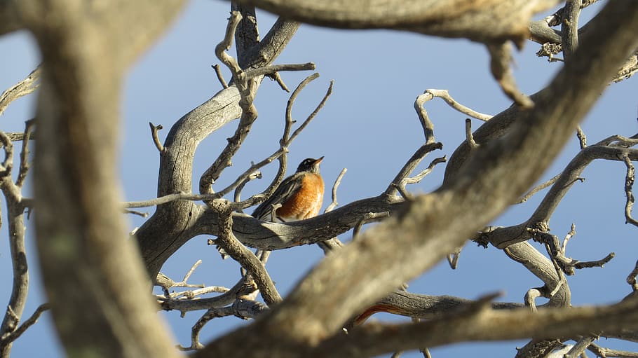 robin, tree, bird, nature, animal, wildlife, branch, cute, red HD wallpaper