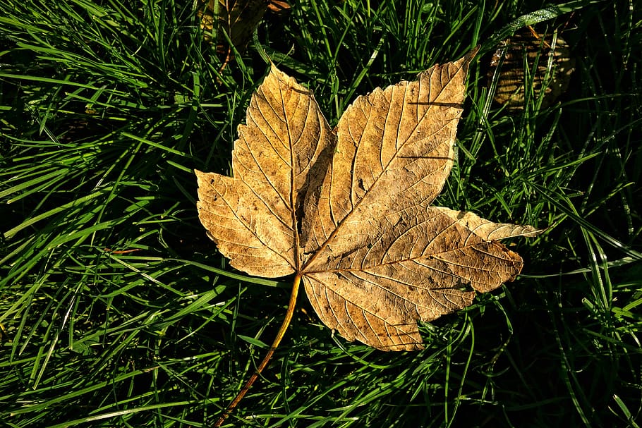 autumn leaf, vein, pattern, fallen, golden, grass, nature, seasonal HD wallpaper