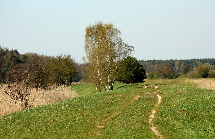 spring landscape, green, spacer, tree, the path, scenery, nature HD wallpaper