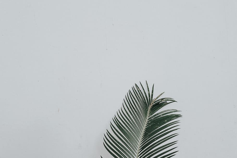 green leaf, copy space, plant part, palm leaf, no people, palm tree HD wallpaper