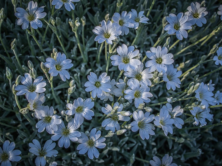flowers, drops, wet, flora, garden, droplets, flowering plant HD wallpaper