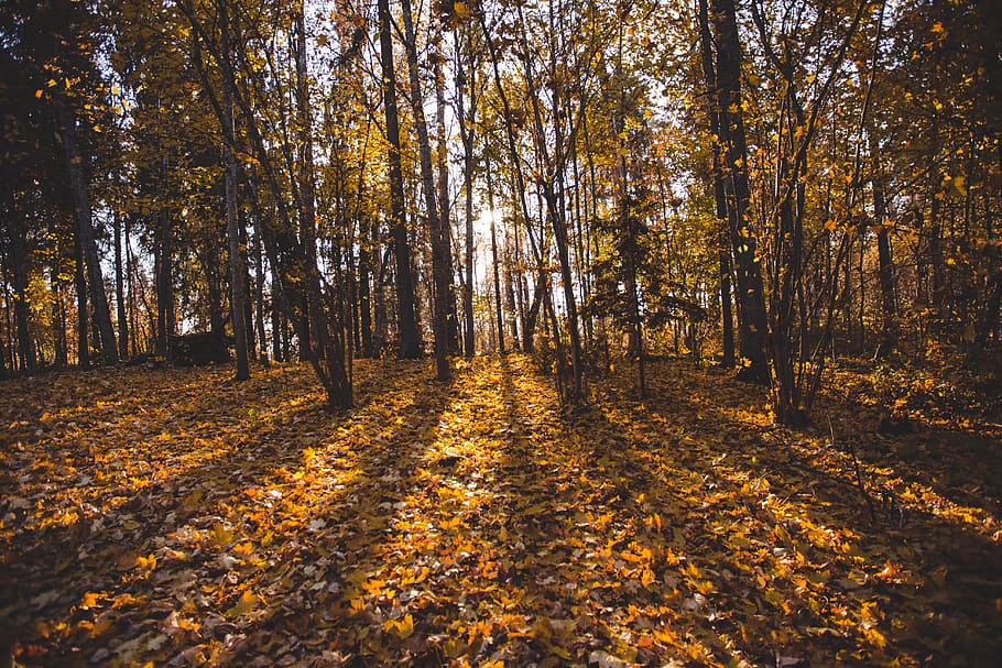 green leafed trees, latvia, outdoors, nature, forest, alūksne HD wallpaper