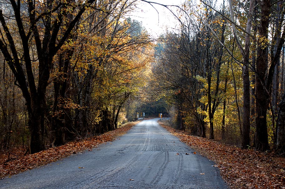 road, tree, landscape, forest, nature, path, outdoors, rural HD wallpaper