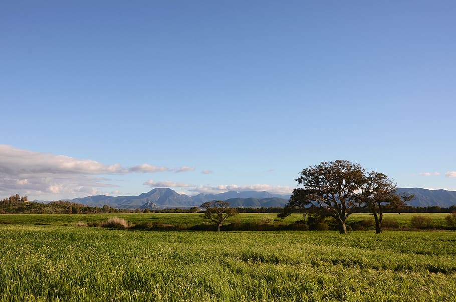 Fields range. Сардиния сельское хозяйство.