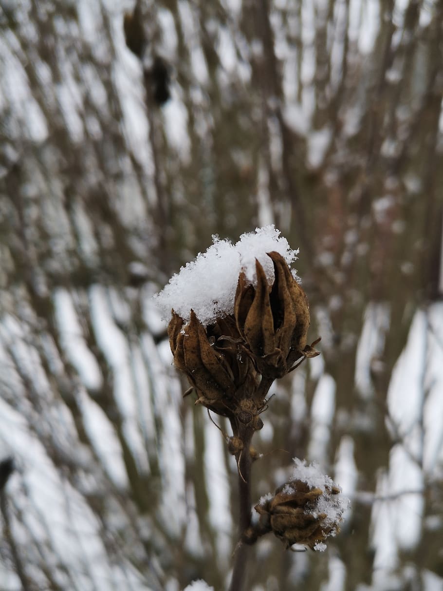 winter, snow, snowden, cold, white, plant, cold temperature HD wallpaper