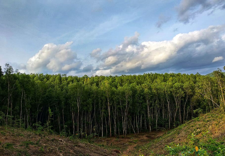 environment, forest, green, natural, nature, outdoor, panoramic HD wallpaper