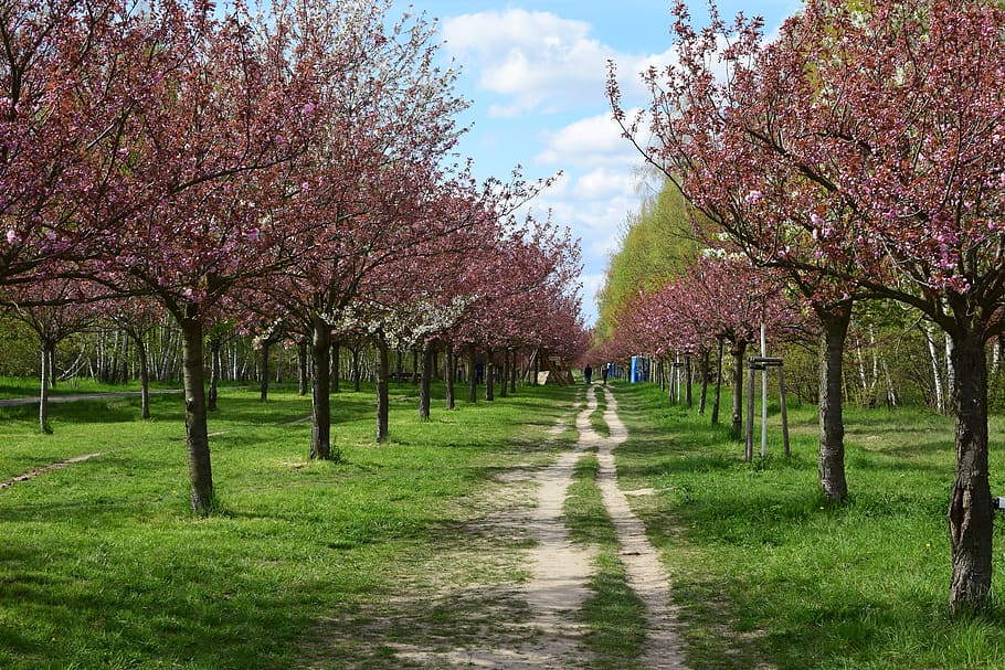 germany, trees, cherry, plant, growth, flower, beauty in nature HD wallpaper