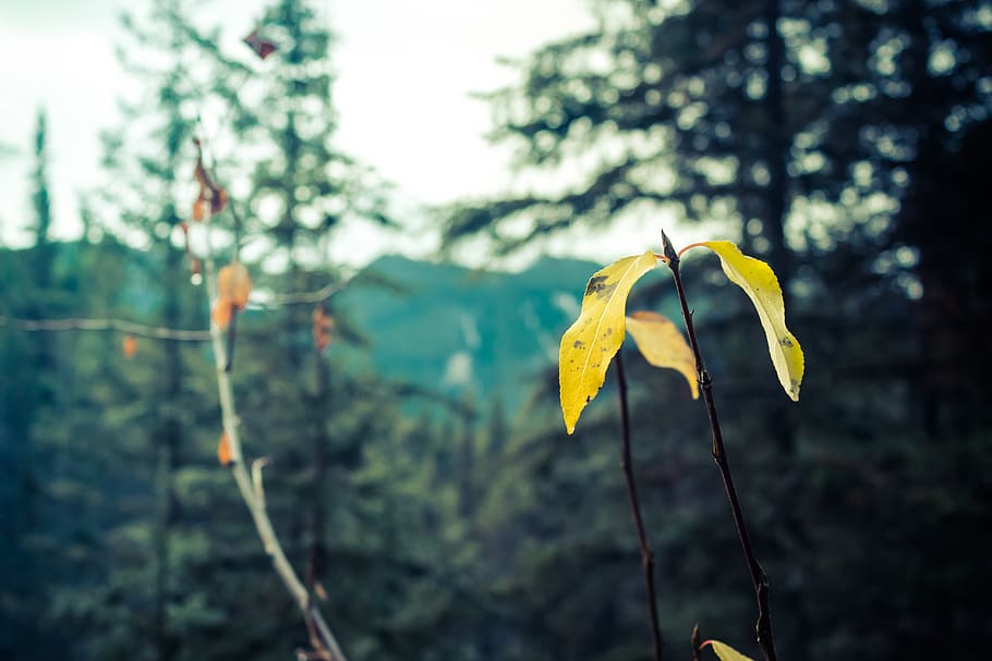 leaf, plant, vegetation, tree, nature, bird, animal, flare HD wallpaper