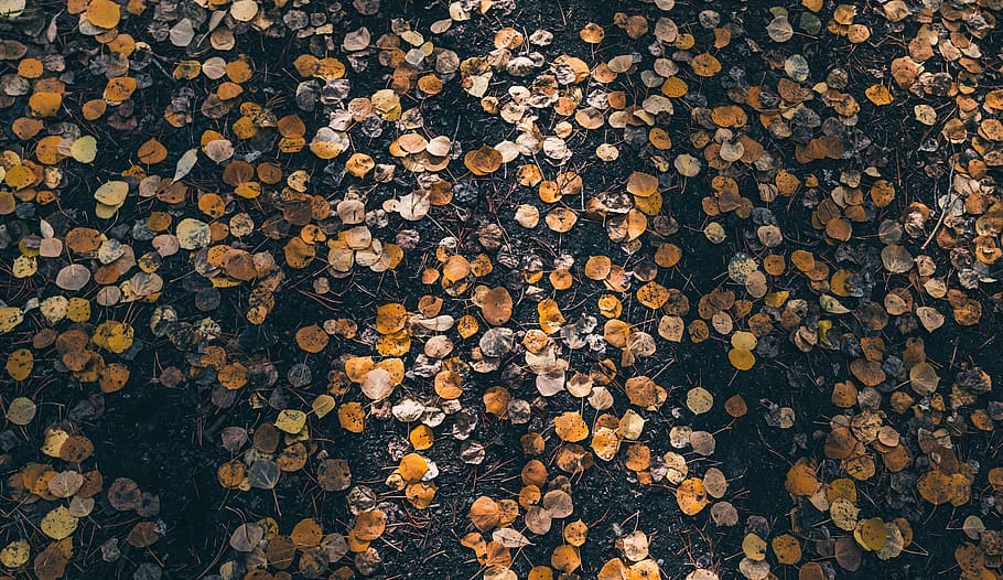 brown leaves, rug, coin, money, texture, leaf, fall, colorado, HD wallpaper