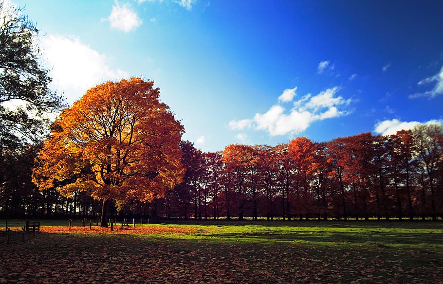 tree, grass, fall, tranquil, river, season, park, sunset, lake HD wallpaper
