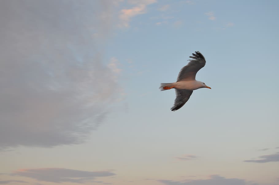 dom, sky, birds, flying, vertebrate, animal themes, one animal HD wallpaper