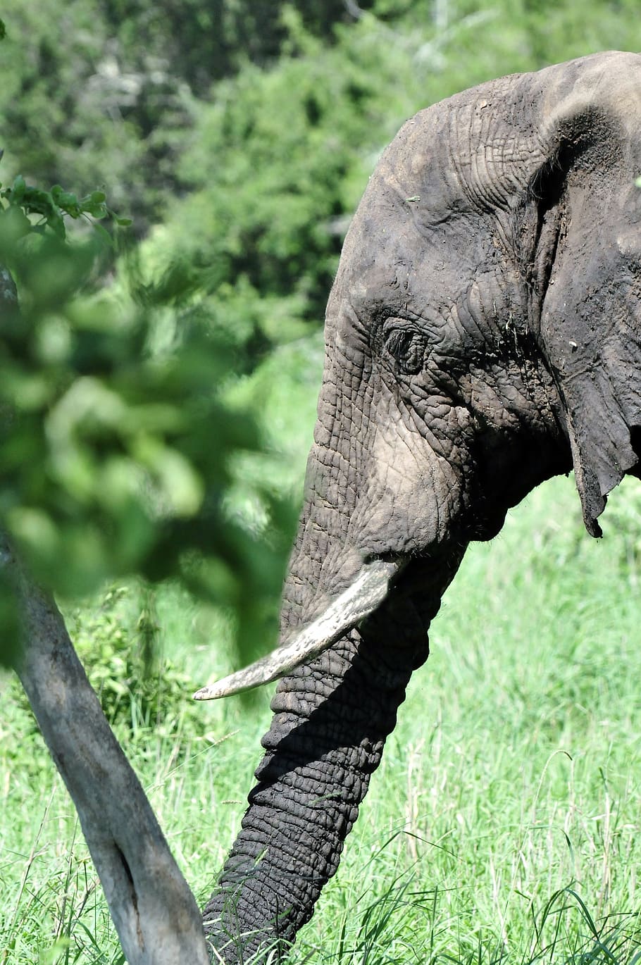 HD wallpaper: elephant, mammal, south africa, nature, pachyderm