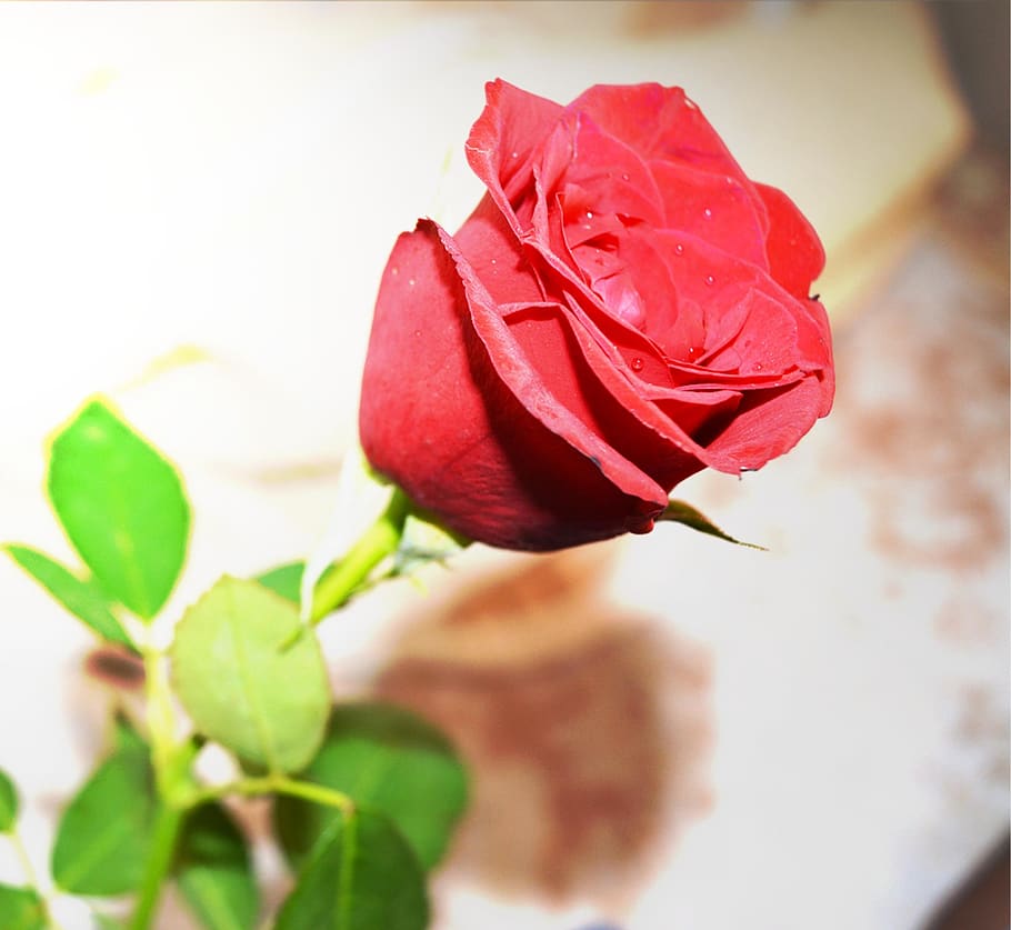 rose, flower, :), flowering plant, beauty in nature, petal HD wallpaper