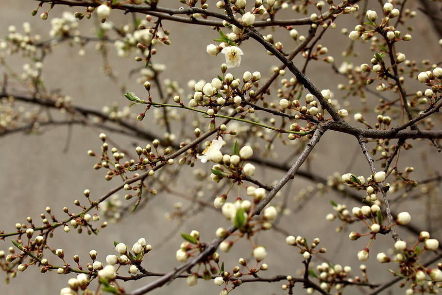 flowering tree, fruit trees, spring, nature, plant, cherry HD wallpaper