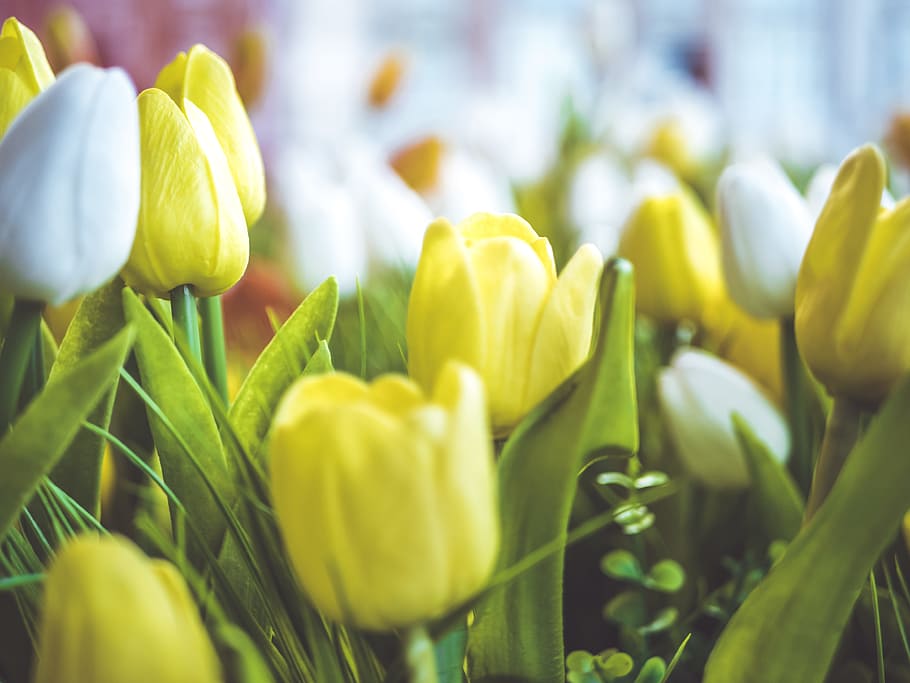 Close-Up Photography of Flowers, 4k wallpaper, background, beautiful HD wallpaper