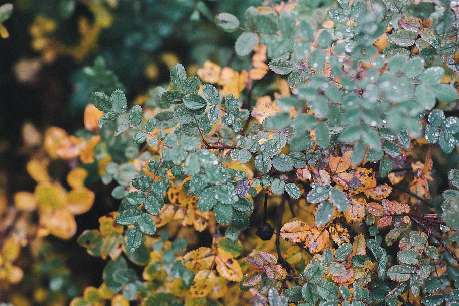 russia, cherepovets, leaf, green, bush, park, tree, autumn HD wallpaper