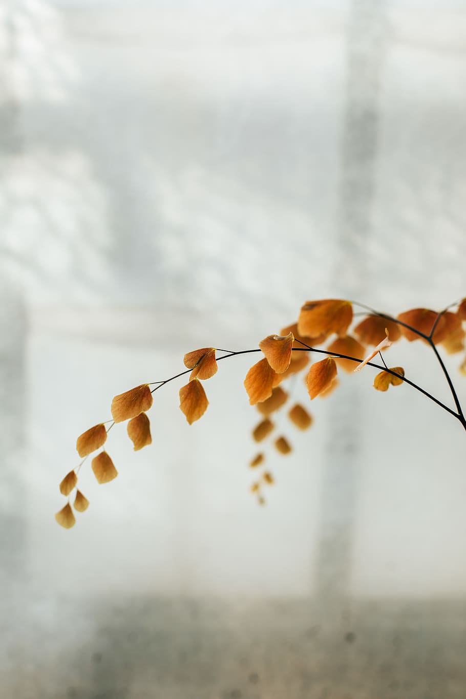 yellow-petaled flower, plant, leaf, tree, serres d'auteuil, france HD wallpaper