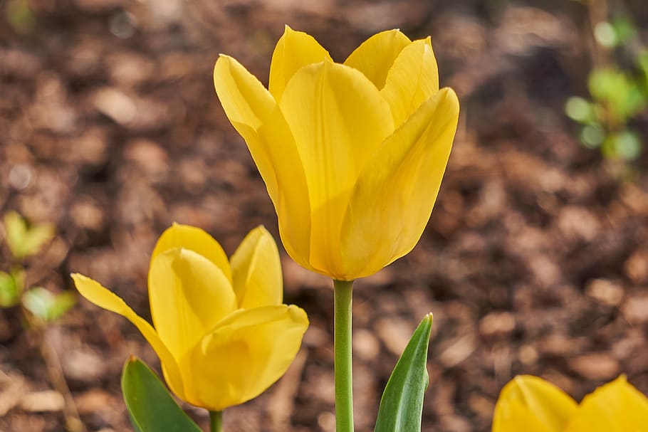 tulip, blossom, bloom, yellow, field, spring, garden, nature HD wallpaper
