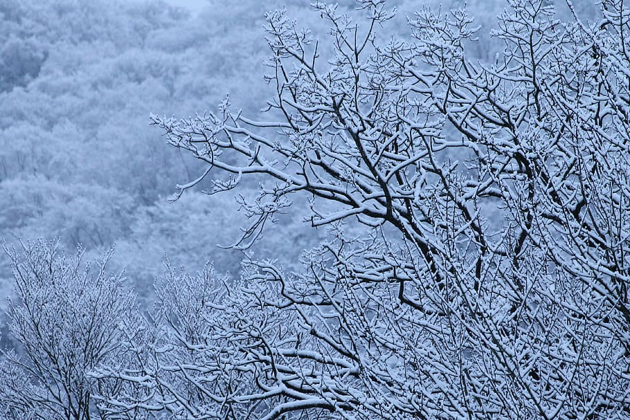 winter, trees, snow, nature, cold, landscape, white, solitude HD wallpaper