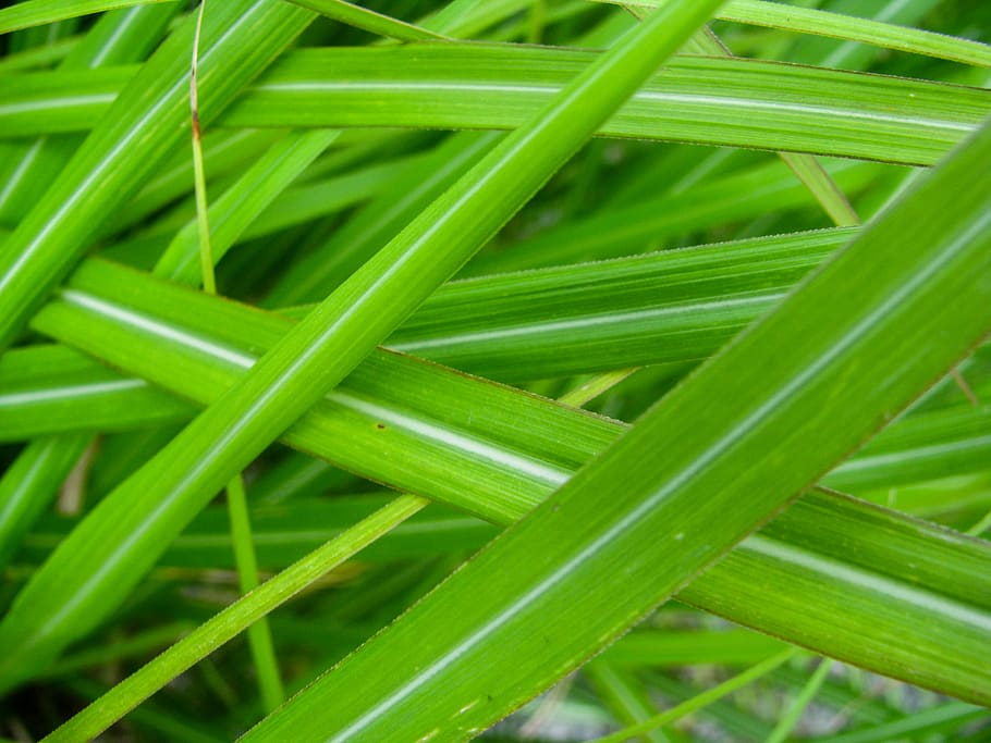 green, plants, green color, full frame, backgrounds, growth HD wallpaper