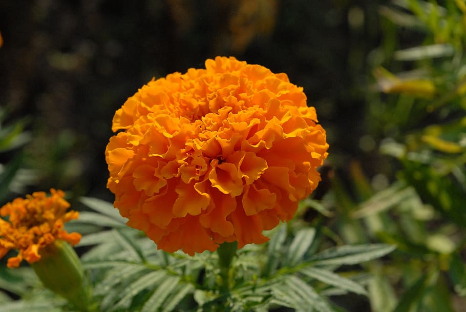 flower, orange, garden, flowering plant, beauty in nature, petal HD wallpaper