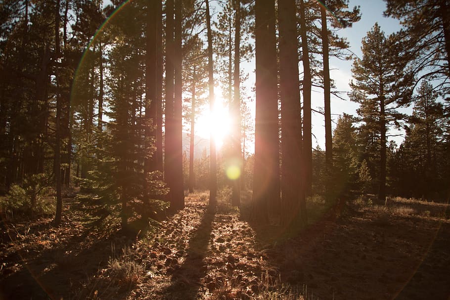 light, forest, jungle, tree, plants, nature, landscape, tranquility HD wallpaper