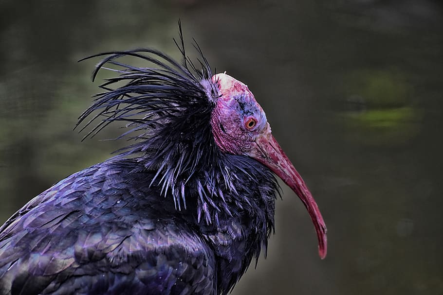 northern bald ibis, portrait, bird, geronticus eremita, nature