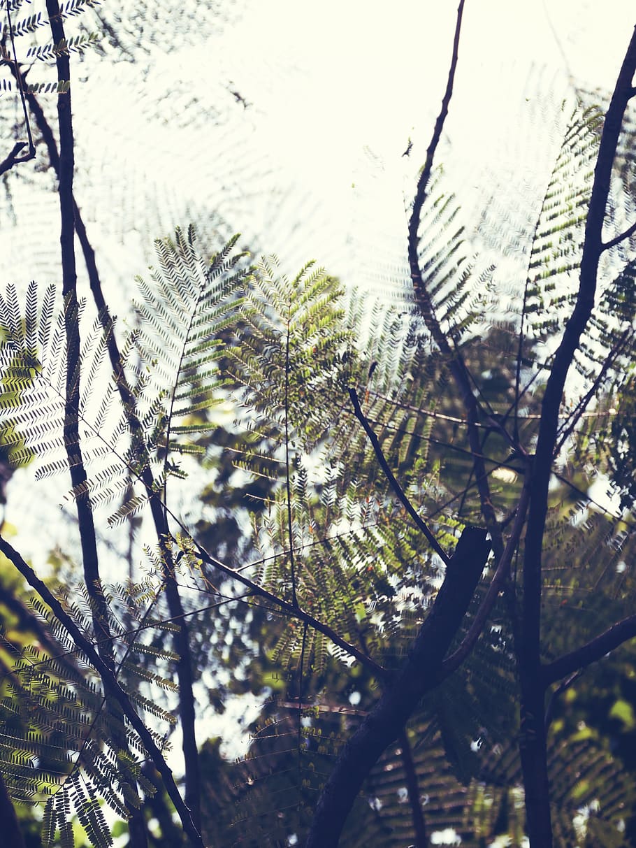tree, leaf, shade, street, lake, plant, no people, nature, branch HD wallpaper