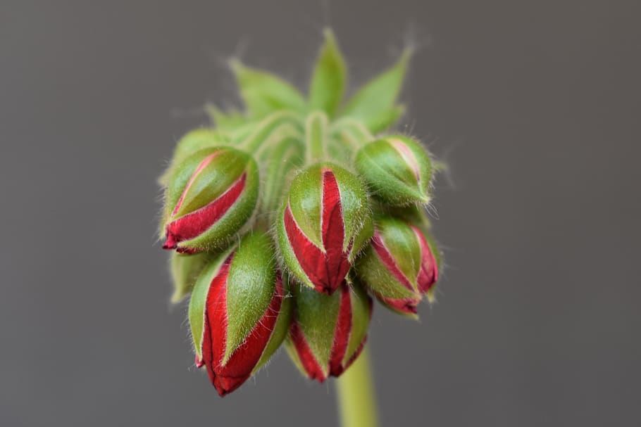bud, plant, flower, sprout, blossom, geranium, flowers, photo HD wallpaper