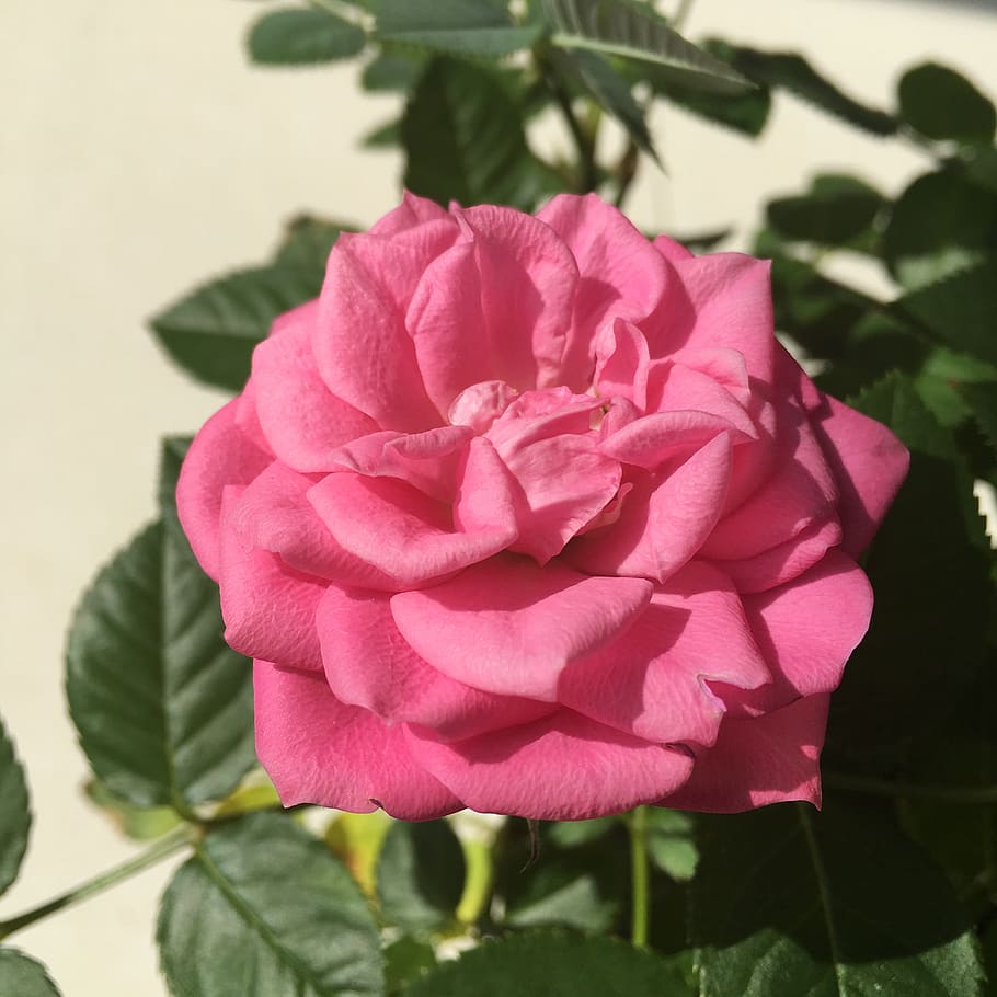 flower, plant, flowering plant, beauty in nature, petal, inflorescence HD wallpaper