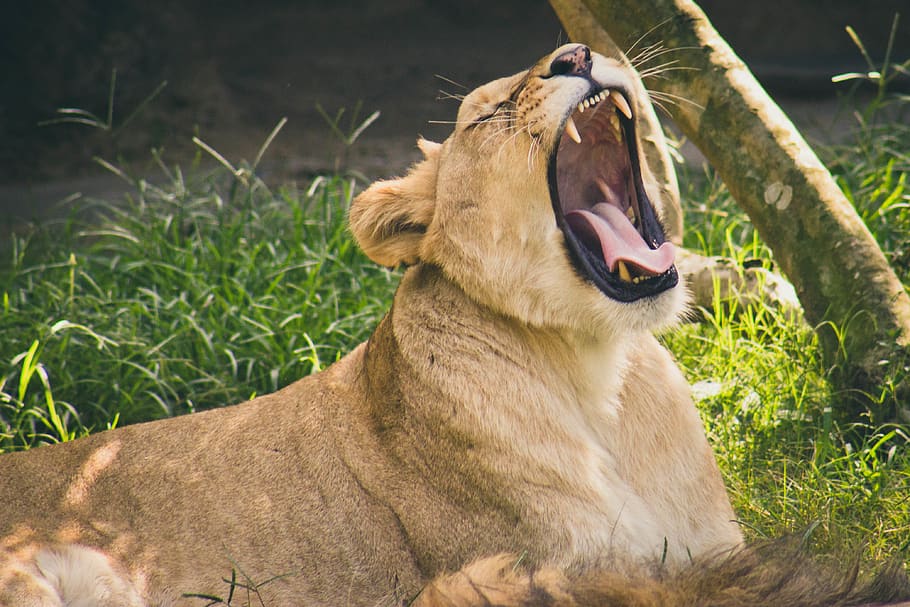 male lion, animal, mammal, wildlife, canine, dog, pet, golden retriever HD wallpaper