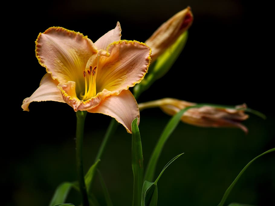 orange tiger lily flower, plant, flowering plant, beauty in nature HD wallpaper