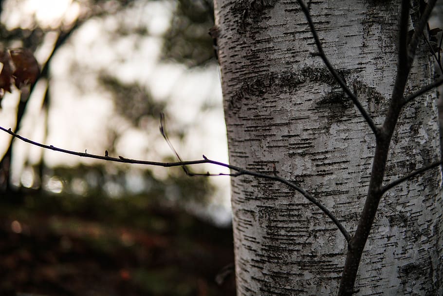 plant, tree, tree trunk, birch, cricket insect, animal, invertebrate HD wallpaper