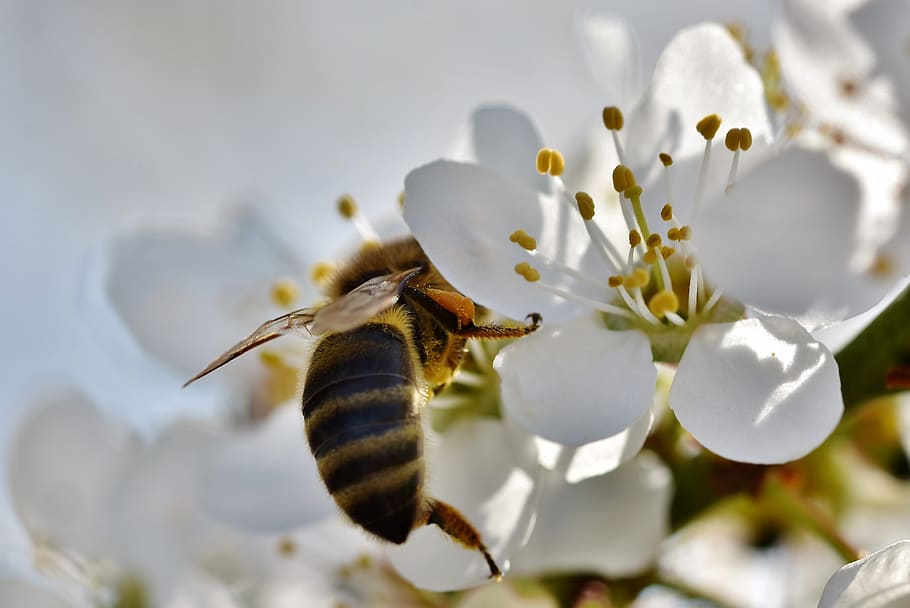 bee, honey bee, insect, pollen, nectar, collect, blossom, bloom, HD wallpaper