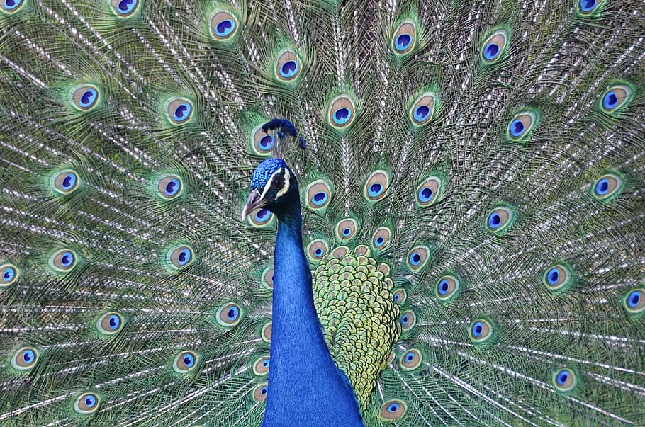 peacock, feather, bird, pattern, animal themes, vertebrate HD wallpaper