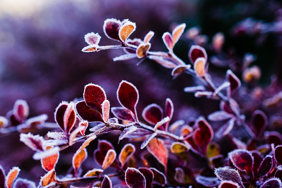 nature, closeup, winter, cold, morning, ice, snow, macro, growth HD wallpaper