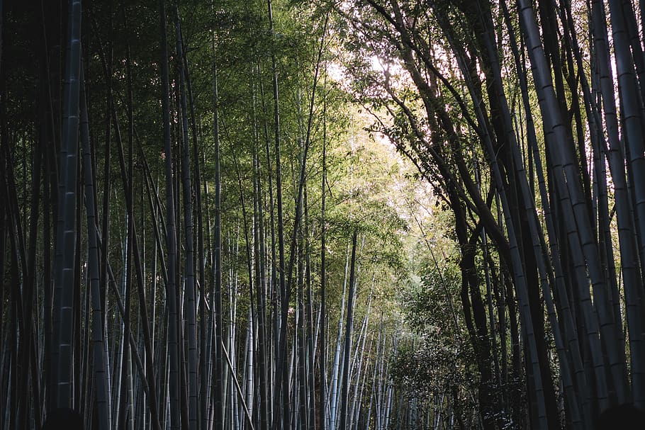 bamboo tree, plant, flora, vegetation, forest, land, nature, outdoors HD wallpaper