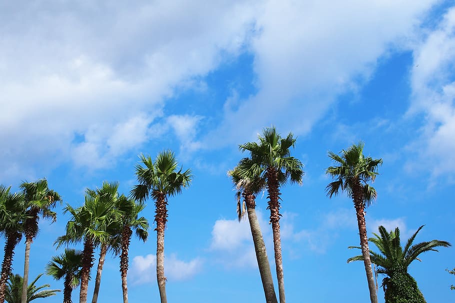 sky, jeju, cloud - sky, tree, plant, tropical climate, low angle view HD wallpaper